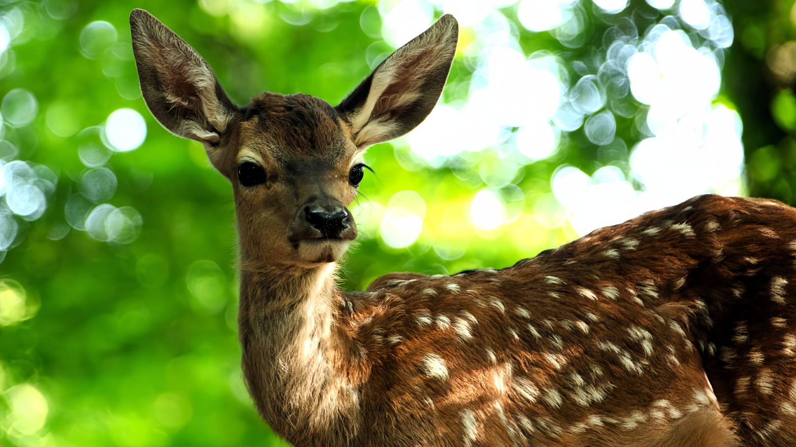 Бемби. История жизни в лесу — Русский трейлер (2024)