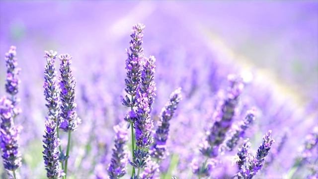 Обязанности мусульманки перед МУЖЕМ смотреть онлайн