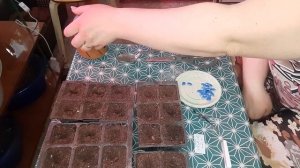 #АРБУЗЫ?? И #ДЫНИ??  ВЗОШЛИ НА 3-Й ДЕНЬ? САЖАЕМ #ПОДВОЙ???