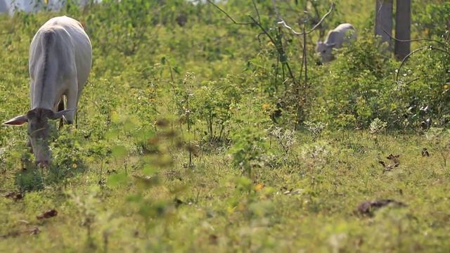 CANON 200D MARK II WITH CANON 50MM f1.8 LENS PHOTO TEST VIDEOS TEST BLUR TEST |BEST BACKGROUND BLUR смотреть онлайн