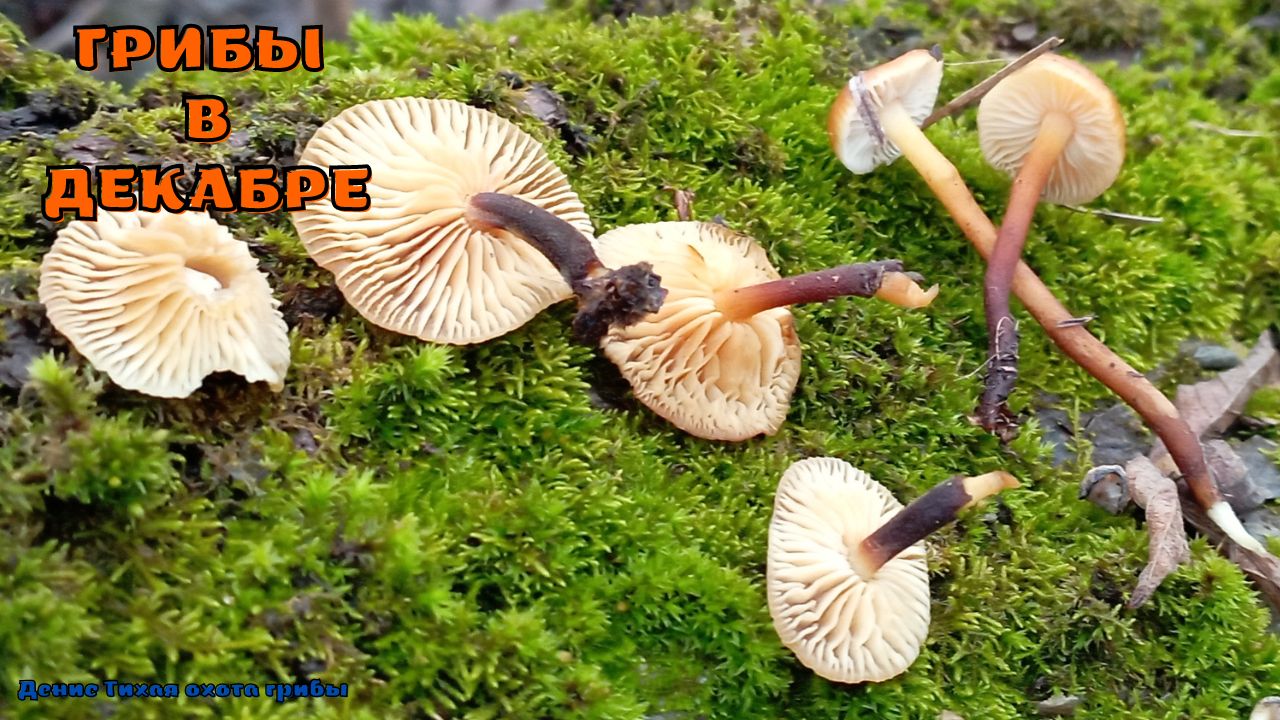 Краснокнижные грибы зимой тоже растут смотреть онлайн