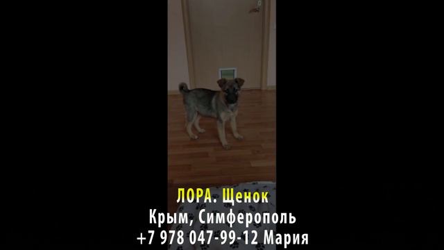 Пропала собака! ЛОРА. Щенок. Крым, Симферополь смотреть онлайн