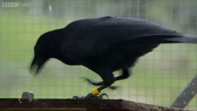 Ворон решает загадки смотреть онлайн