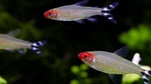 РОДОСТОМУС. СОДЕРЖАНИЕ И РАЗВЕДЕНИЕ.