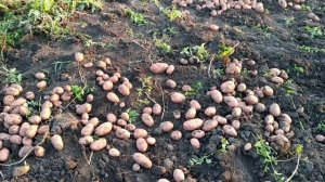 Урожай 2022 год. Картофель Red Ledi