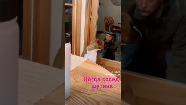 напугал пса смотреть онлайн