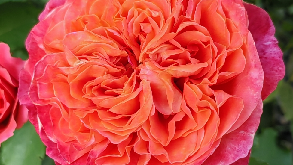 Цветение роз #лето2024