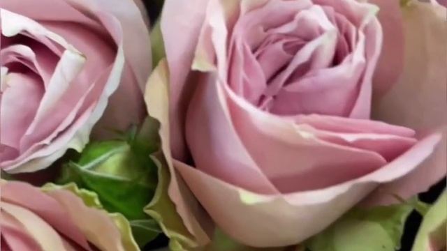 Букет роз с доставкой в Краснодаре? цветочный one flowers смотреть онлайн