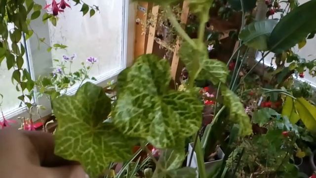 Плющелистная пеларгония "Крок-о-дей". Видеопортрет. смотреть онлайн