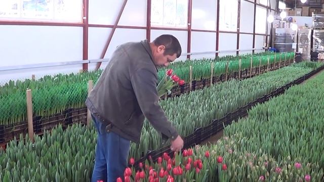 Выгонка тюльпанов из " негодных " луковиц. смотреть онлайн