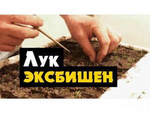 Как вырастить лук рассадой - сеем рассаду лука эксибишен