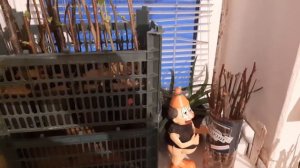 черенки  абрикоса