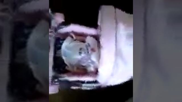 Одеваемся и рисуем плокат на праздник! смотреть онлайн