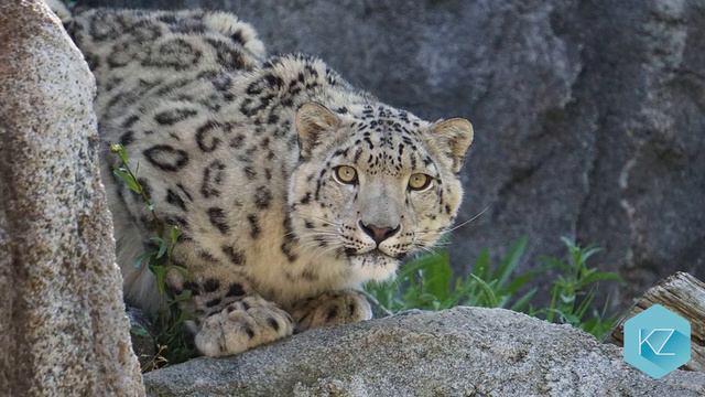 Fun Facts about Snow Leopards - Kids Education with KZ Learning смотреть онлайн