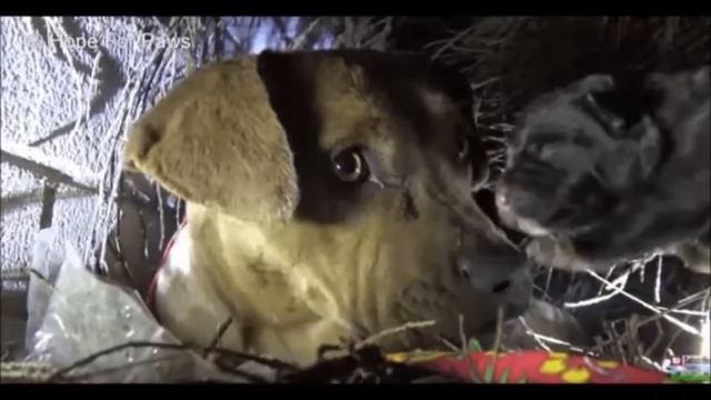 Мама-питбуль целовала каждого щенка, которого забирали люди. смотреть онлайн