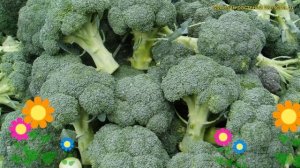 Капуста брокколи Тонус. Краткий обзор, описание характеристик, где купить семена Tonus