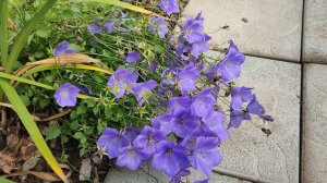 КАРПАТСКИЙ КОЛОКОЛЬЧИК - нарядное УКРАШЕНИЕ ЛЮБОГО САДА!?