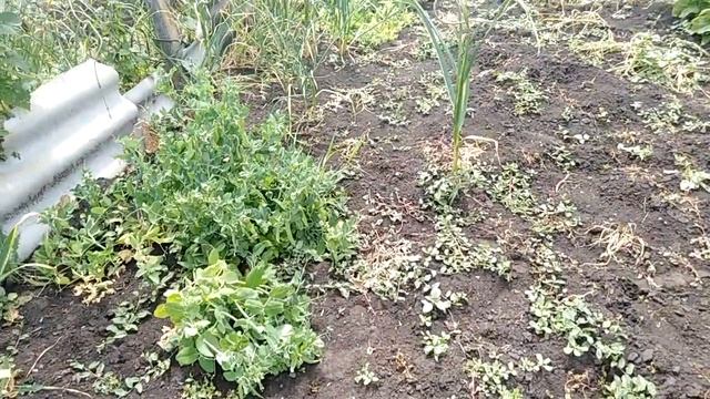 Кактус начал цвести и мой огород /// смотреть онлайн