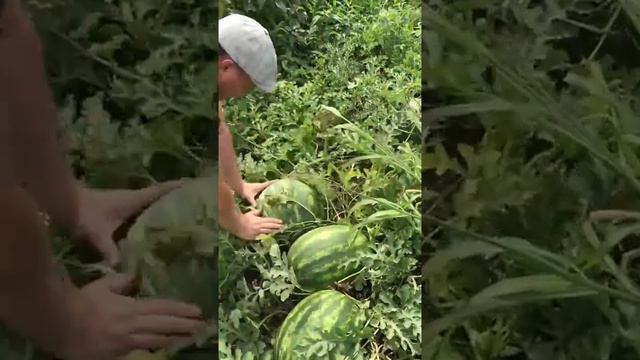 Арбуз ТЮРК F1 в поле смотреть онлайн