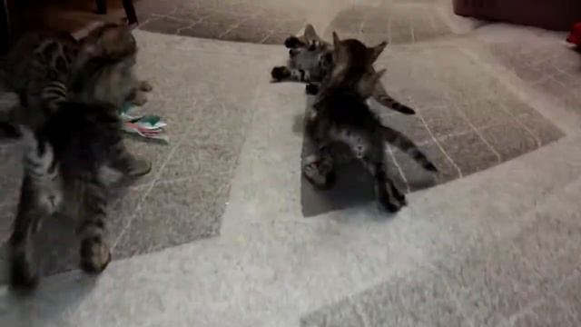 Бенгальские котята. 1 месяц. смотреть онлайн