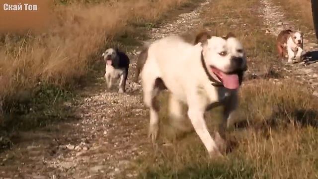 ПИТБУЛЬ В ДЕЛЕ! Сильный, мощный и бесстрашный защитник и охранник! смотреть онлайн