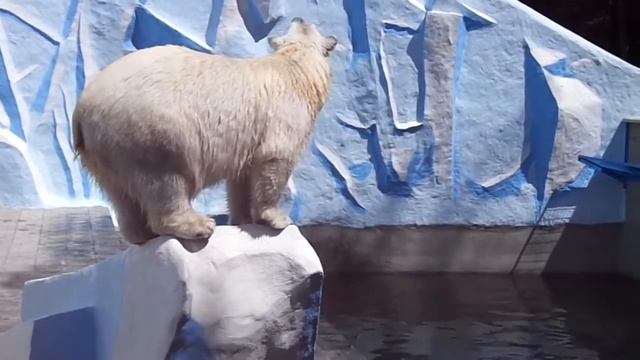 Новосибирский зоопарк. Белая медведица прыгает в воду смотреть онлайн