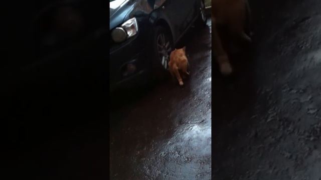 Брачный период котэ смотреть онлайн