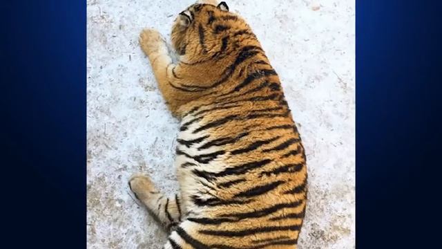 Амурский тигр зоопарк Харбин смотреть онлайн