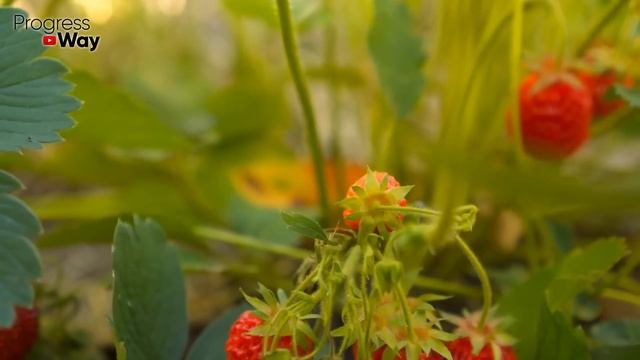 ПОСЕЙТЕ ПО КЛУБНИКЕ ЭТОТ СИДЕРАТ! Урожай будет историческим! смотреть онлайн