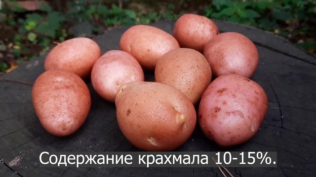 Сорт картофеля Манифест. Potato seeds Manifest. смотреть онлайн