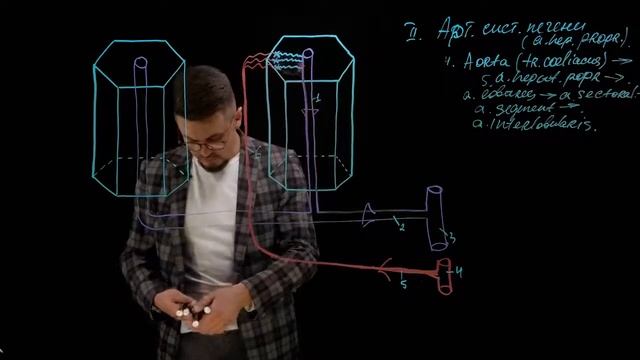 Трубчатая система печени (марафон SmartАнатомия) смотреть онлайн