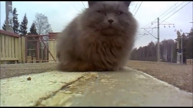 Котик на платформе Ямуга (ОКТ ЖД)