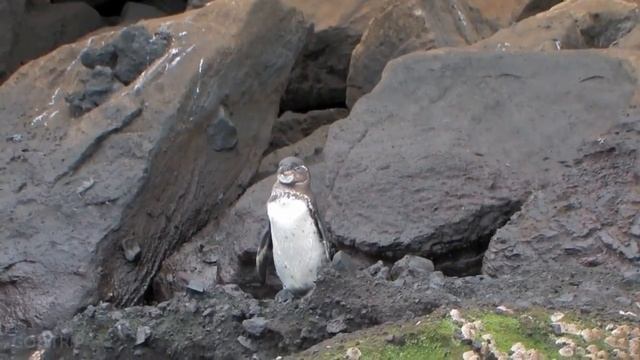 Галапагосские острова (Galapagos Islands) смотреть онлайн