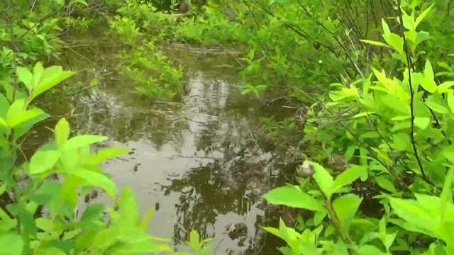 Икромёт сазана смотреть онлайн