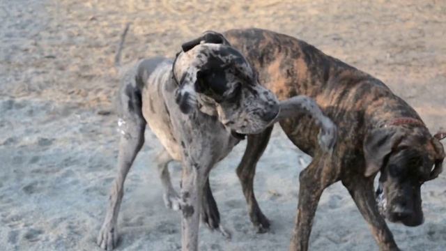 Немецкие доги. смотреть онлайн