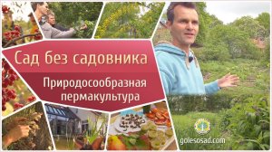 САД БЕЗ САДОВНИКА ( Природосообразная пермакультура)