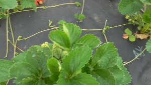 ДУЛЬСИНЕЯ. Сорт НСД. Маленькая да удаленькая! / Коллекция Светланы Татур.