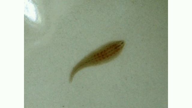 Пиявки в аквариуме смотреть онлайн