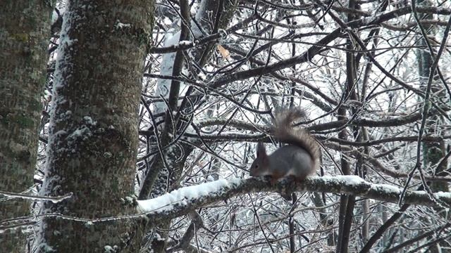 Зимний Круглый лес. г. Ставрополь смотреть онлайн