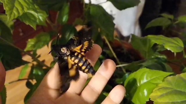 Acherontia Atropos, бражник мёртвая голова