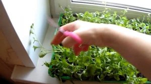 ПРИЩИПКА ЛОБЕЛИИ?Обзор рассады лобелии,бальзамина,брахикомы на подоконнике?