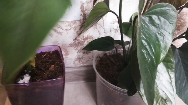 Антуриумы. Cavalli, Черный Париж (Black Paris). смотреть онлайн