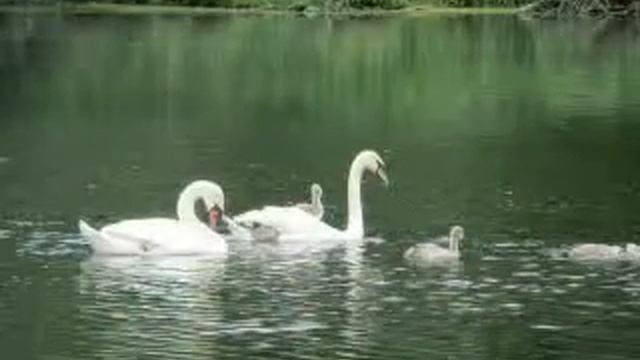 Лебеди с детками. Swans with kids смотреть онлайн