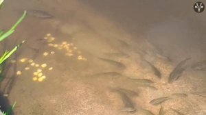 КАРП и САЗАН. Все о карпе и сазане. Ловля карпа.