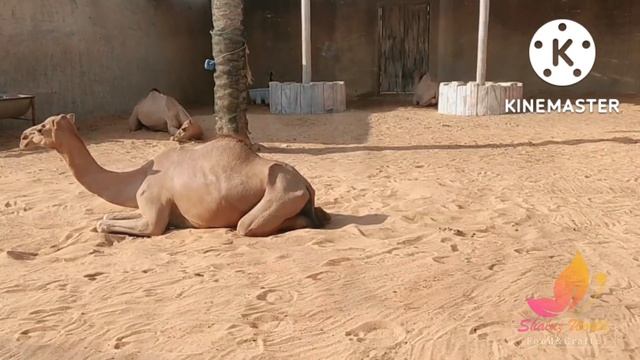 #abudhabi EMIRATES PARK ZOO The Best Tourist Place In Abudhabi | Shaluz World (episode 100)