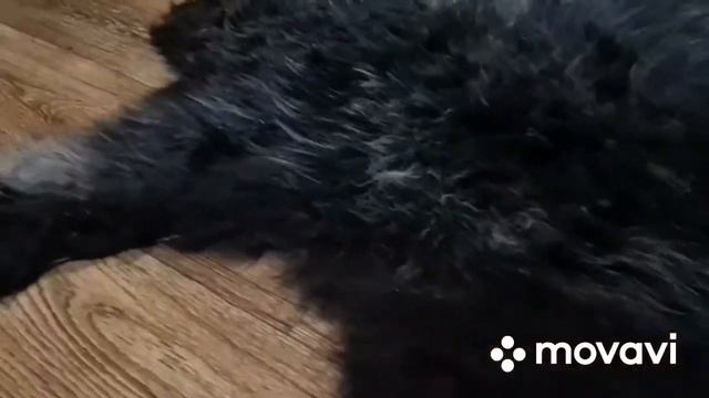 ОВЕЧЬЯ ШКУРА ДЛЯ ИНТЕРЬЕРА ЧЕРНАЯ С "СЕДИНОЙ" XL (КОД: 4446 ) смотреть онлайн
