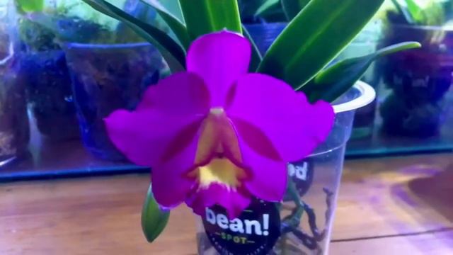 Cattleya Chief Berry Bloom🥰🌺 смотреть онлайн