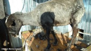 Стрижка овец машинкой// Семья Фетистовых