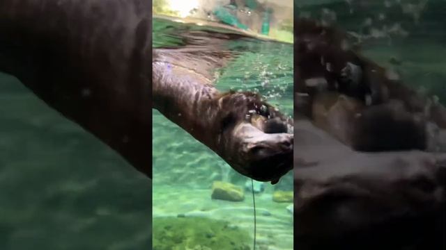 Милая ? #рекомендации #отдых #animal #животные #зоопарк #развлечения #топ #веселье #выдра