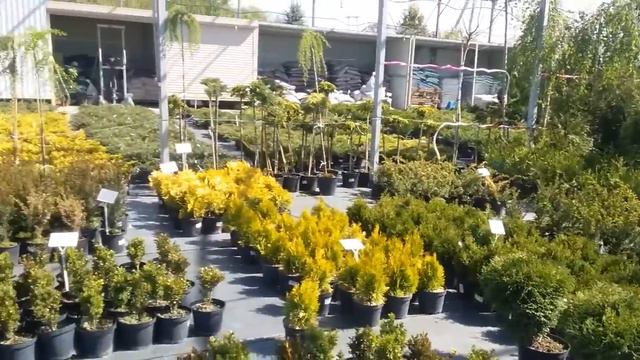 Красота природы много разновидностей растений #природа #растения #красота #крымск #лето смотреть онлайн